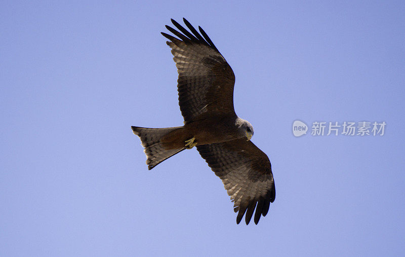 黄嘴风筝(Milvus aegypticus)